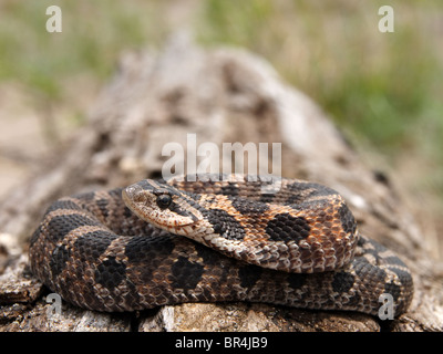 Un porco orientale dal naso-Snake (Heterodon platirhinos) poggiante su un log in Ontario, Canada Foto Stock