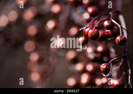 Sambucus nigra "pizzo nero' bacche Foto Stock