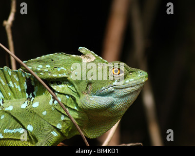 Verde maschio basilisco (Basiliscus plumifrons), Aka Gesù Cristo Lizard, in Tortuguero, Costa Rica Foto Stock