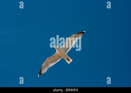 Seagull in volo nel profondo blu del cielo Foto Stock