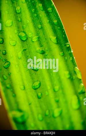 Close up di gocce di acqua su Lucky Bamboo, dracaena sanderiana, lascia dopo un acquazzone in curva, Oregon. Foto Stock