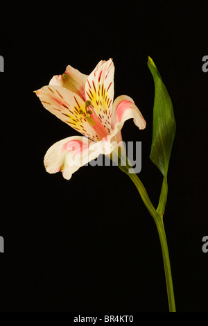 Rosa Alstroemeria Princess fiore di giglio su sfondo nero Foto Stock