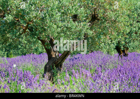 L'Europa, Francia, Vaucluse (84), albero di olivo in un campo di lavanda Foto Stock