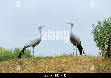 Due gru blu (Anthropoides paradiseus) in un prato Foto Stock