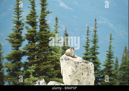 Annoso marmotta (Marmota caligata). Monte Blackcomb Whistler, BC, Canada Foto Stock