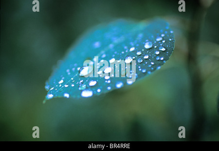 Frost coperto di piante su una mattina di primavera nella zona del lago Tahoe. Foto Stock