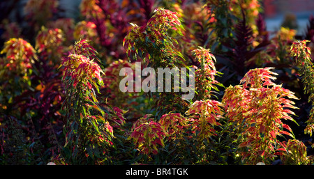 Una banca di colori vivaci allora la tunica di Giuseppe (Amaranto Amaranthus tricolore) in un giardino. Massiccio d'amaranthes tricolores dans un jardin