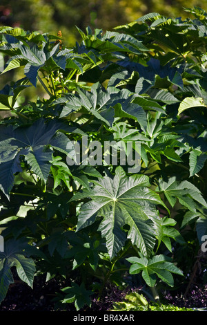 Un Castor bean impianto in un giardino (Ricinus communis Zanzibarensis). Ricin de Zanzibar dans un jardin. Foto Stock