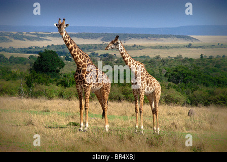 Coppia di Masai giraffe, Giraffa camelopardalis, il Masai Mara riserva nazionale, Kenya, Africa Foto Stock