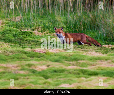 Red Fox (Vulpes vulpes vulpes) sul prowl nella campagna di Warwickshire