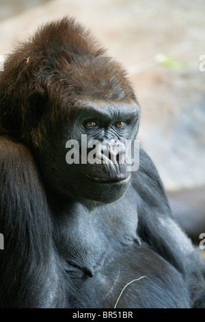 Femmina adulta Western pianura gorilla allo zoo di Seattle Washington. Foto Stock