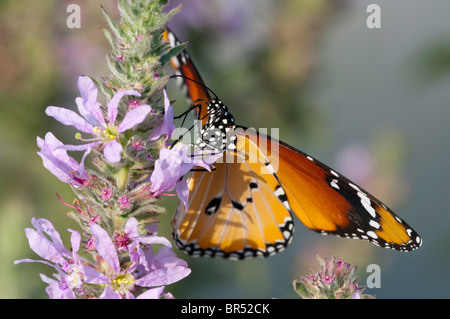 Close up di una pianura Tiger (Danaus chrysippus) AKA africana di farfalla monarca shot in Israele, Agosto Foto Stock