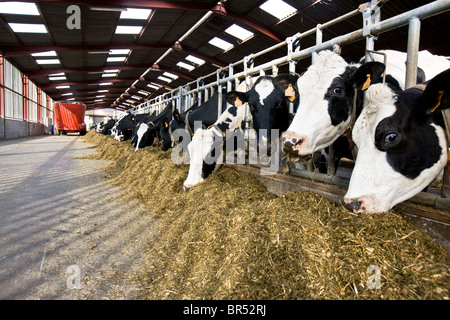 Mucca mangiando foraggi Foto Stock