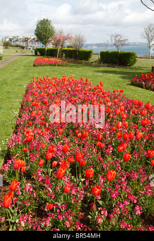 I tulipani a brixham devon Foto Stock