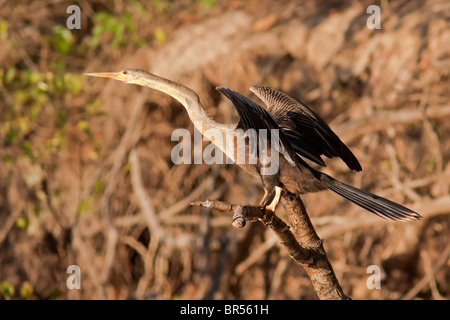 Anhinga ali di essiccazione Foto Stock