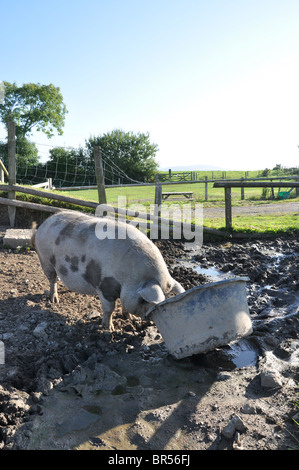 Unico suino nel campo fangoso con testa nel secchio di mangiare Foto Stock