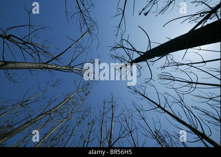 Burnt Pine Trees dopo un devastante incendio Foto Stock