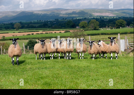 Mulo gimmer agnelli pascolano in pascolo. Cumbria Foto Stock