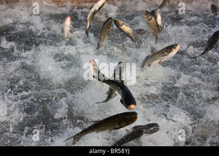 Pesce jumping, area del Lago di Qiandao (migliaia di isola lago), Jiande, nella provincia di Zhejiang, Cina Foto Stock