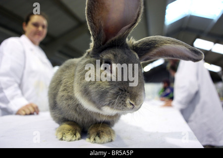 Un gigante continentale il coniglio è in procinto di essere giudicati a Bradford Excel piccolo animale mostra Harrogate North Yorkshire Inghilterra Janua Foto Stock
