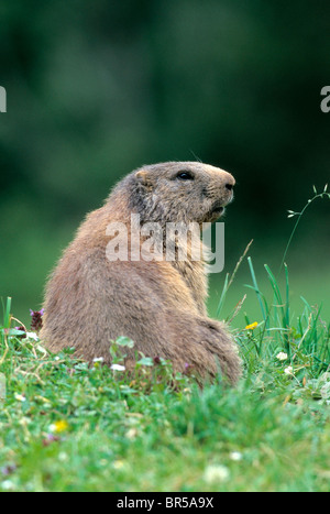 Alpine marmotta (Marmota marmota), Allgaeu Alpi, Germania, Europa Foto Stock