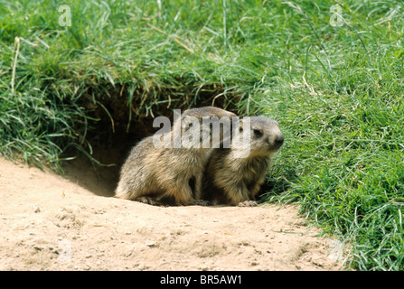 Alpine marmotta (Marmota marmota), giovani al di fuori della den, Allgaeu Alpi, Germania, Europa Foto Stock