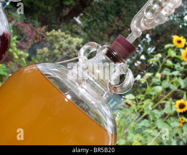 Colorate home vini la fermentazione in vetro bottiglie demijohn. Foto Stock