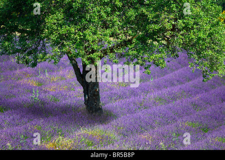 L'Europa, Francia, Vaucluse (84), albero in un campo di lavanda Foto Stock