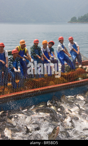 Gruppo pescatori tirando la pesca net insieme sulla barca, area del Lago di Qiandao (migliaia di isola lago), Jiande, nella provincia di Zhejiang, Cina Foto Stock