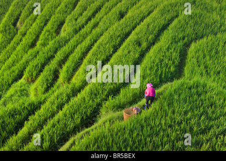 Zhuang ragazza con terrazze di riso in montagna, Longsheng, provincia di Guangxi, Cina Foto Stock