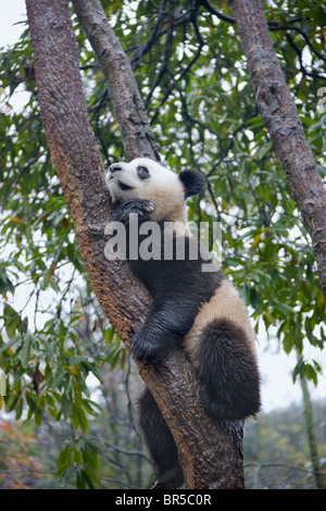 Panda gigante cub giocando su albero, Ya'an, Sichuan, in Cina Foto Stock