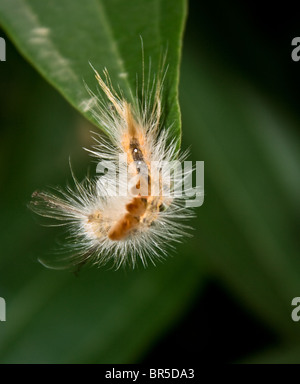 Caterpillar - una fase pelose della farfalla Foto Stock