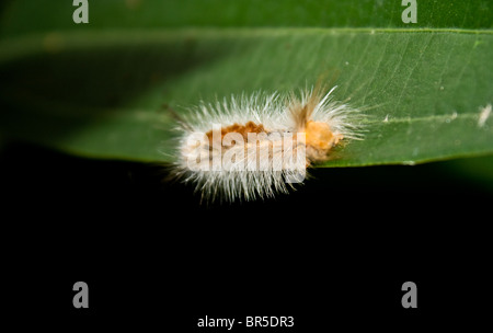 Caterpillar - una fase pelose della farfalla Foto Stock