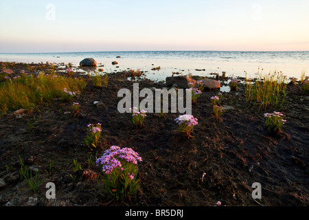 Mare Aster in fiore Foto Stock