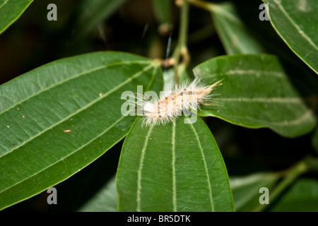 Caterpillar - una fase pelose della farfalla Foto Stock