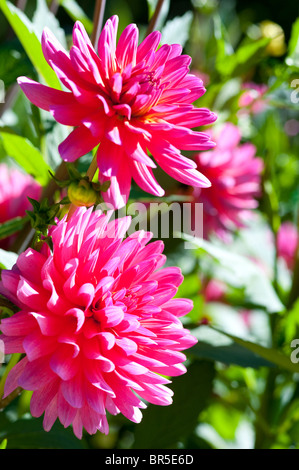 Dalie "Karma Fuchsiana' Foto Stock