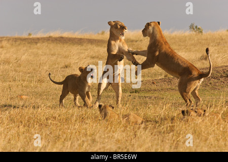 Due Lions giocano lotta mentre cubs watch Foto Stock