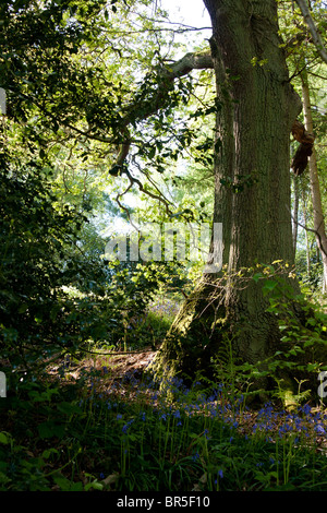 Scena di bosco con bluebells Foto Stock