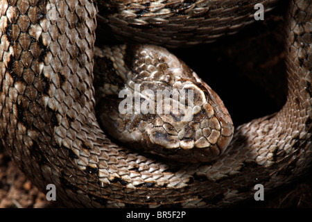 Macro colpo di testa di vipera a spirale (Macrovipera lebetina) con elevata profondità di messa a fuoco Foto Stock