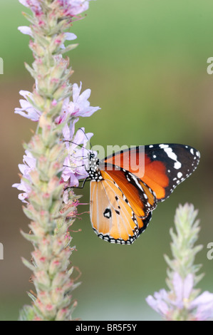 Close up di una pianura Tiger (Danaus chrysippus) AKA africana di farfalla monarca shot in Israele, Agosto Foto Stock