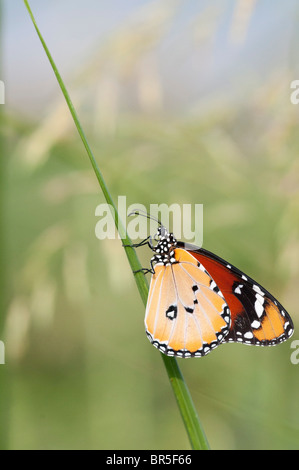 Close up di una pianura Tiger (Danaus chrysippus) AKA africana di farfalla monarca shot in Israele, Agosto Foto Stock
