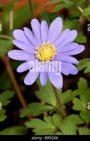 Anemone blanda " sfumature di blu' che cresce in un vaso in terracotta. Foto Stock