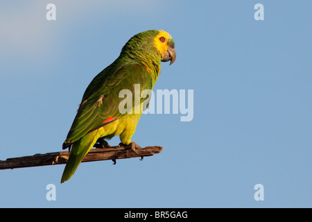 Blu-fronteggiata Amazon Parrot Foto Stock