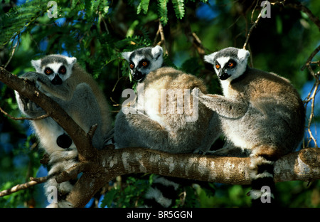 I lemuri Ringtailed Lemur catta nella struttura ad albero del Madagascar Foto Stock