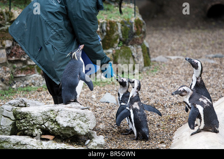 Un custode dello zoo è la alimentazione dal pesce quattro Blackfooted i Penguins africani, Spheniscus demersus, e un pinguino saltaroccia. Foto Stock