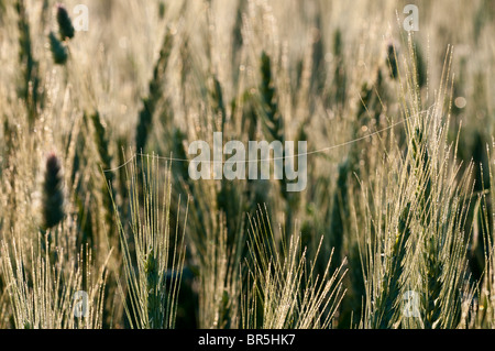 Israele, Golan, Triticum campo di grano close-up Foto Stock