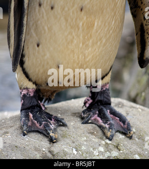 Un pinguino di Humboldt Foto Stock