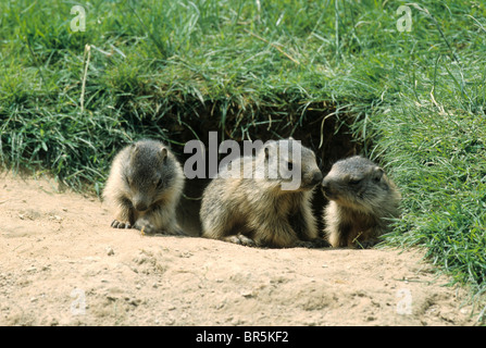 Alpine marmotta (Marmota marmota), giovani al di fuori della den, Allgaeu Alpi, Germania, Europa Foto Stock