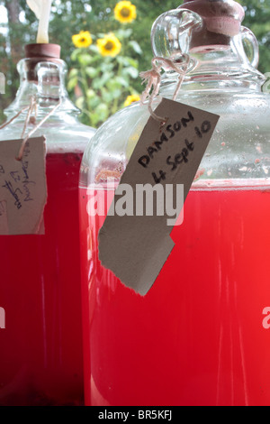 Colorate home vini la fermentazione in vetro bottiglie demijohn. Foto Stock