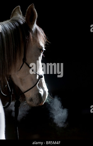 Un cavallo grigio con narici fumanti fotografate su uno sfondo scuro. Foto di Jim Holden Foto Stock